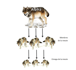 loups hiérarchie